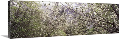 Dogwood trees blooming in a forest, Yosemite National Park, California,