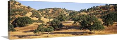 Oak trees on hill, Stanislaus County, California