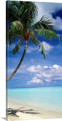 Palm Tree Bora Bora French Polynesia