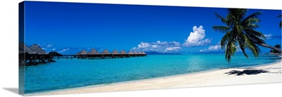 Palm tree on the beach, Moana Beach, Bora Bora, Tahiti, French Polynesia