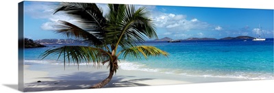 Palm tree on the beach, Salomon Beach, Virgin Islands National Park, St. John, US Virgin Islands