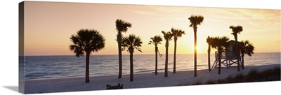 Palm trees on the beach, Gulf of Mexico, Lido Beach, St. Armands Key, Florida