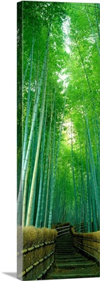 Path Through Bamboo Forest Kyoto Japan