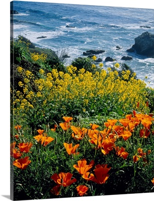 Poppies along Coast CA