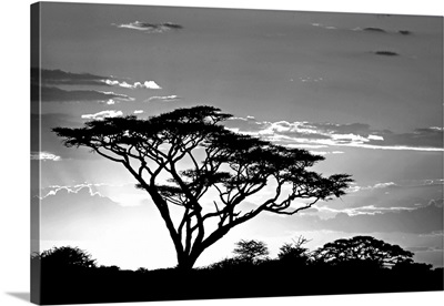 Silhouette of trees in a field, Ngorongoro Conservation Area, Arusha Region, Tanzania