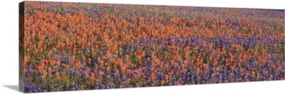 Texas Bluebonnets and Indian Paintbrushes in a field, Texas