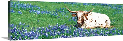 Texas Longhorn cow sitting on a field, Hill County, Texas