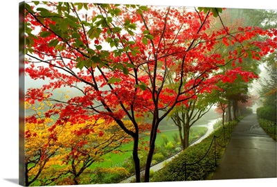 Trees along a garden path, Victoria, Vancouver Island, British Columbia, Canada