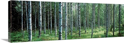 White Birches Aulanko National Park Finland