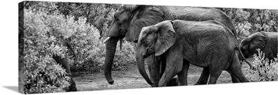 Elephant Family Black and White