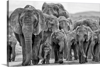 Elephant Family Group