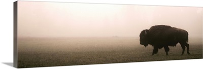 A Bison in Mist - Panoramic