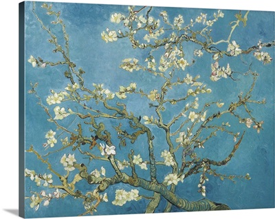 Almond Blossom