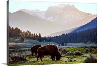 Bison at Yellowstone