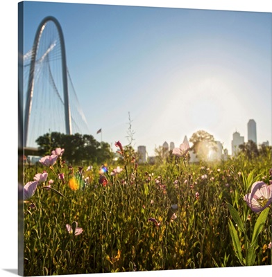 Field of flowers in Dallas