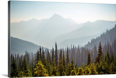 Hurricane Ridge And Wilderness, Olympic National Park, Washington