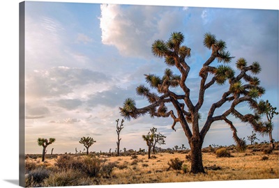 Joshua Tree And Desert Vegetation, Joshua Tree National Park, California