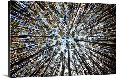 Oak Openings Metropark, Ohio I