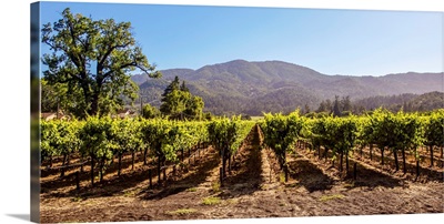 Panoramic Vineyard, Napa Valley, CA