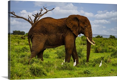 African Elephant, Amboseli National Park, Kenya