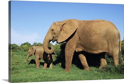 African elephant, with calf, Addo National Park, South Africa