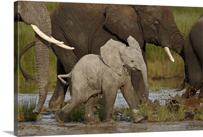 Baby African elephant, Serengeti National Park, Tanzania, East Africa