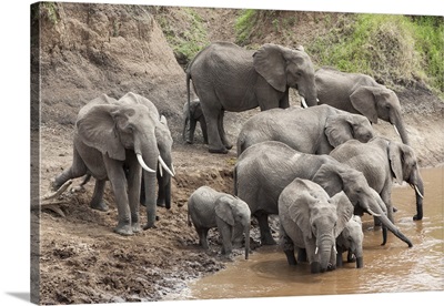 Elephants at Mara River, Masai Mara National Reserve, Kenya, Africa