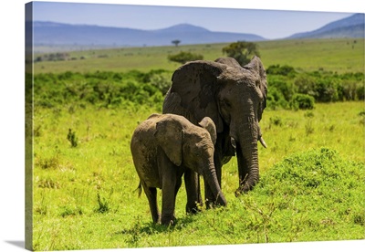 Elephants Seen On A Safari In The Maasai Mara National Reserve, Kenya