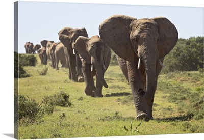 Line of African elephant, Addo Elephant National Park, South Africa