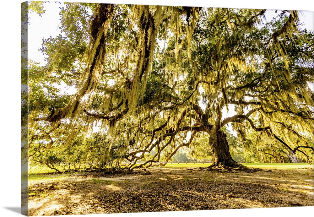 The Tree of Life in Audubon Park, New Orleans, Louisiana, United States of America, North America