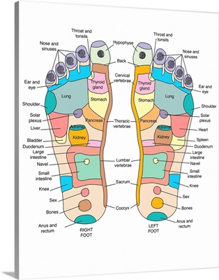 Reflexology foot map, artwork