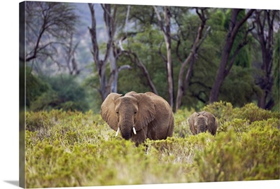 African Elephant