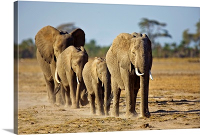 African Elephant Family