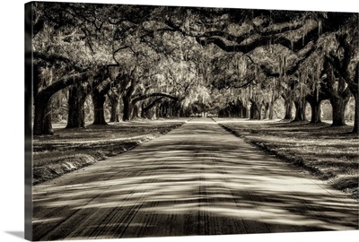 Oak tree lined road at Boone Hall Plantation, Charleston