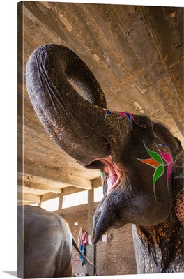 The painted elephants in Jaipur, India