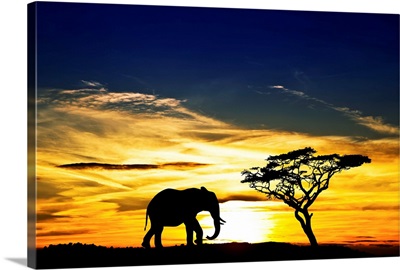 A lone elephant in Africa