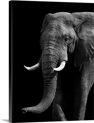 Elephant - Black and White