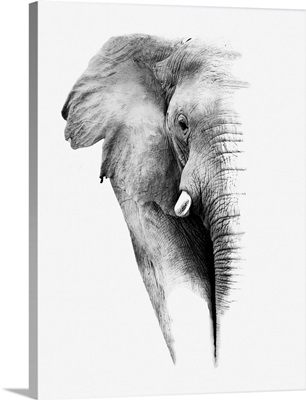 Elephant - Black and White