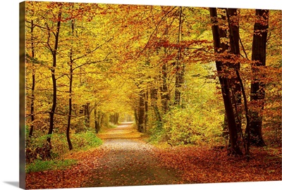 Pathway In Autumn Forest