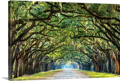 Savannah, Georgia, oak tree lined road