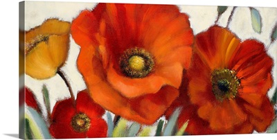 Poppy Splendor I