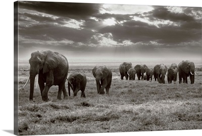 Amboseli Elephants