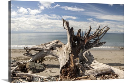 Driftwood