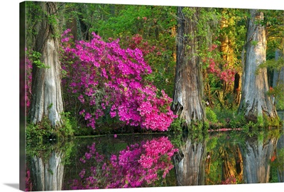 Cypress Swamp And Azalea