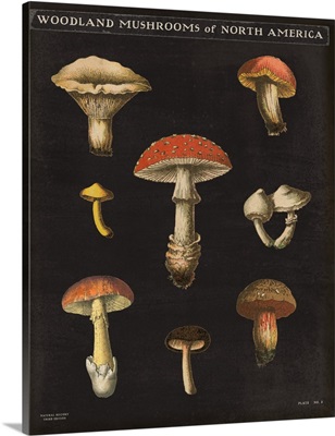 Mushroom Chart II