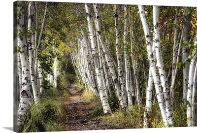 A Walk Through the Birch Trees