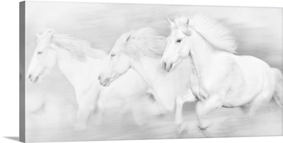 All the White Horses