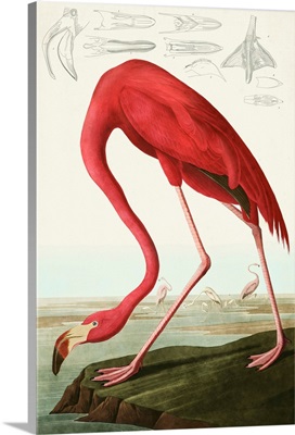 American Flamingo