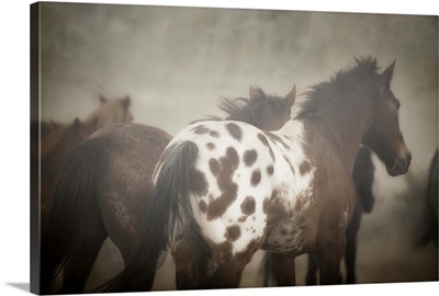 Appaloosa