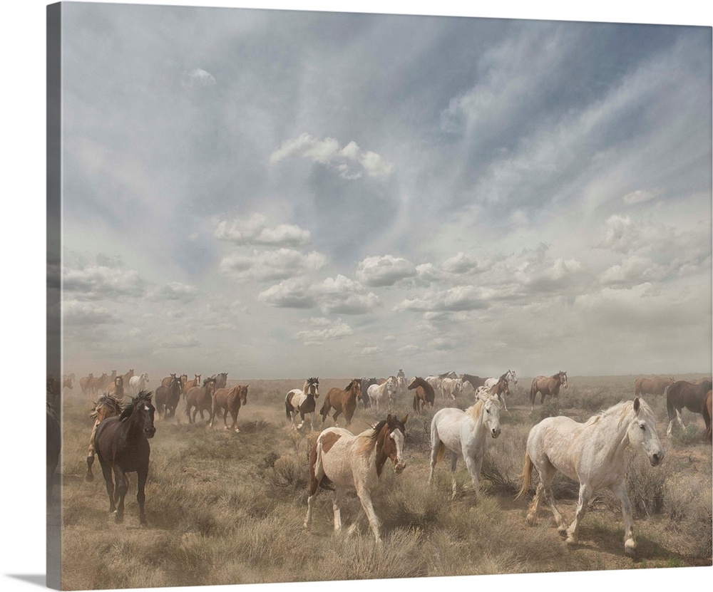 Photograph of a herd of wild horses moving along a dry landscape.